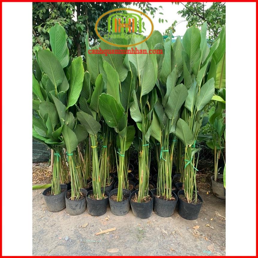 Lá dong giống gói bánh chưng xanh cây tạo không gian nhiệt đới decor phong cách Tropical quán cà phê, hành lang