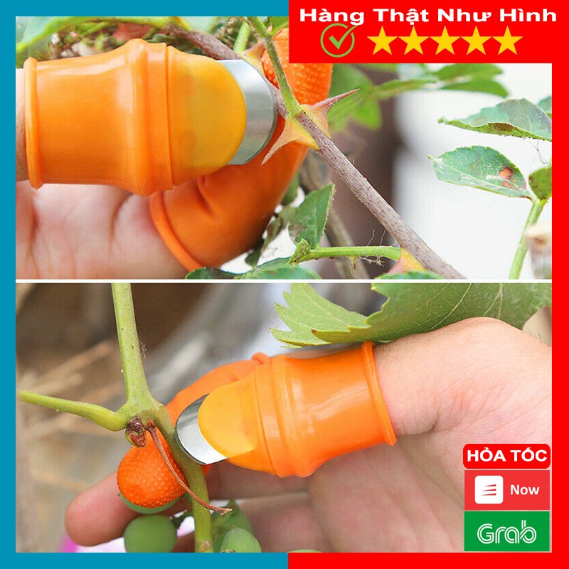 Bộ móng tay nhặt, ngắt rau - Cạo vỏ củ quả - Giảm đau móng tay