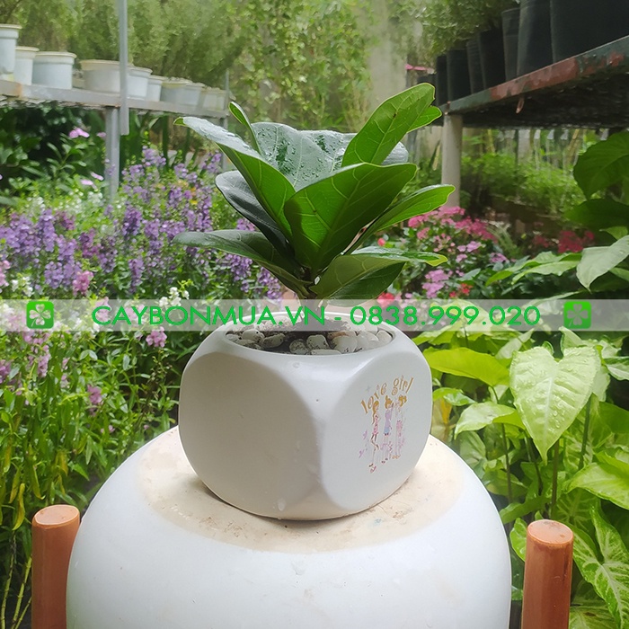 Cây Bàng Singapore + chậu sứ cao cấp, cây nội thất để bàn xinh xăn cao 20-25cm