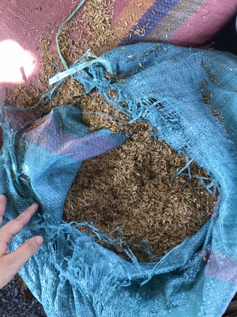 Giá thể trấu sống trồng cây 1kg