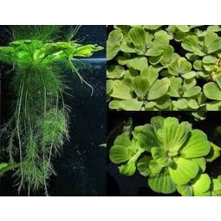 🍀bèo hoa hồng - bèo cái - thủy sinh 10 cây🍀