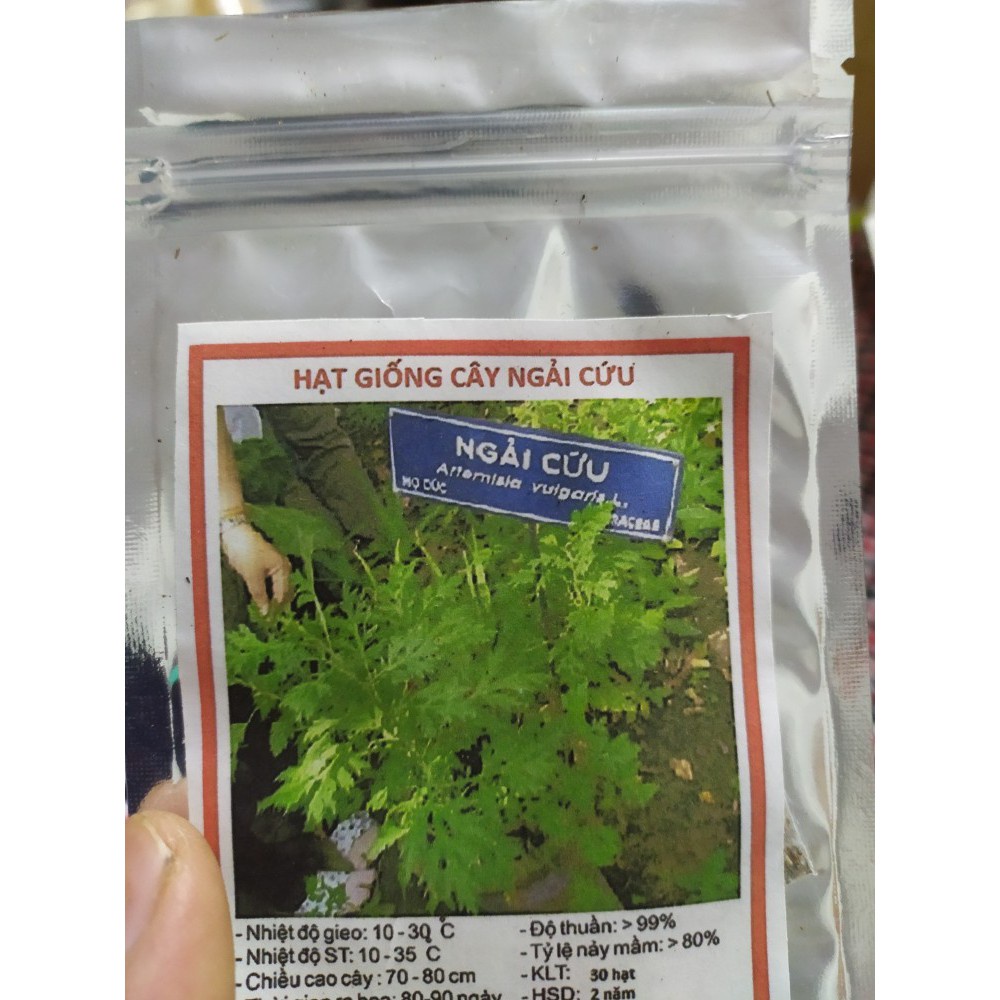 GÓI 50 HẠT GIỐNG RAU NGẢI CỨU Hạt Giống Cây Ngải Cứu Dễ Trồng Tặng Kèm Kích Mầm giá sỉ