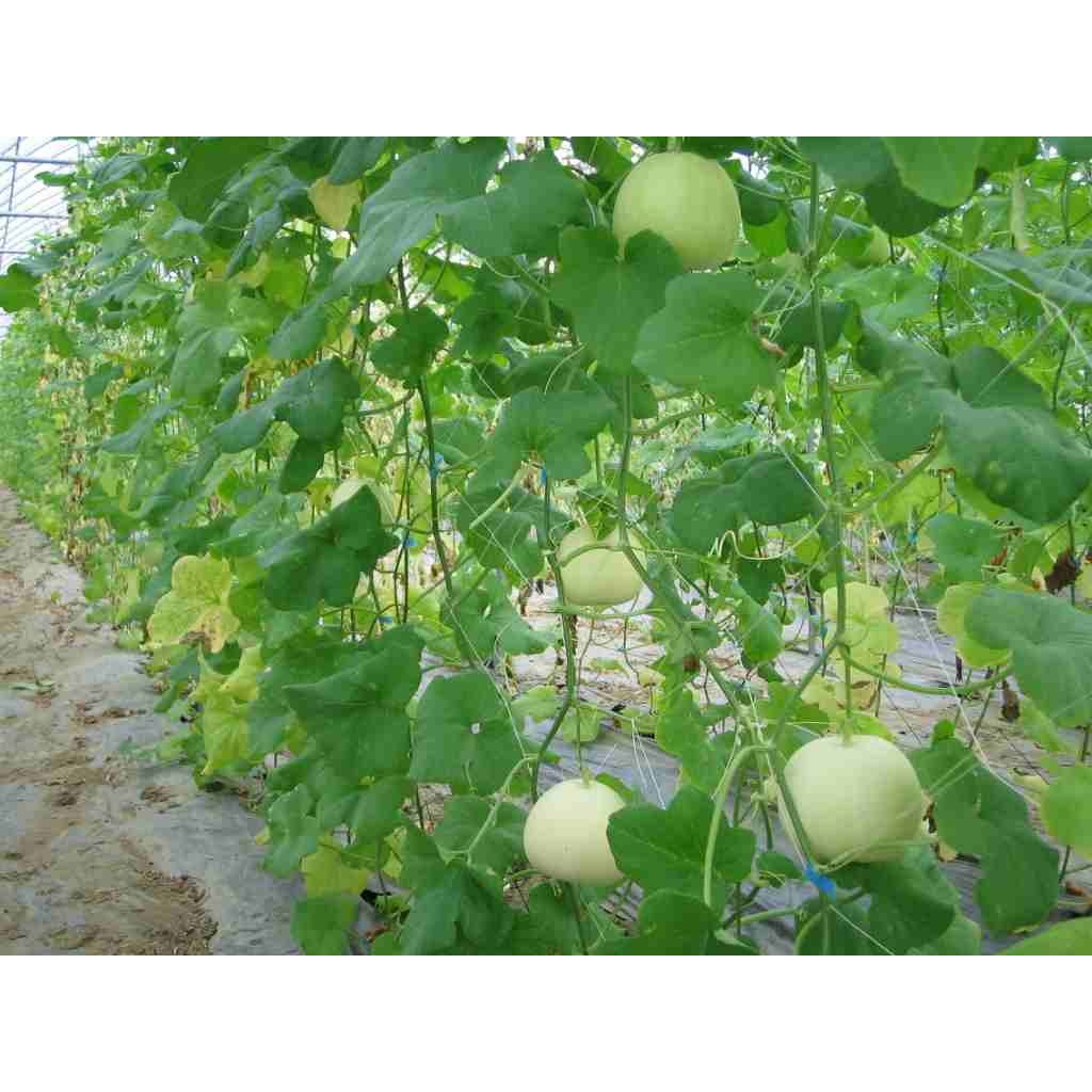 HẠT GIỐNG DƯA LÊ SIÊU NGỌT F1 - GÓI 1 GRAM