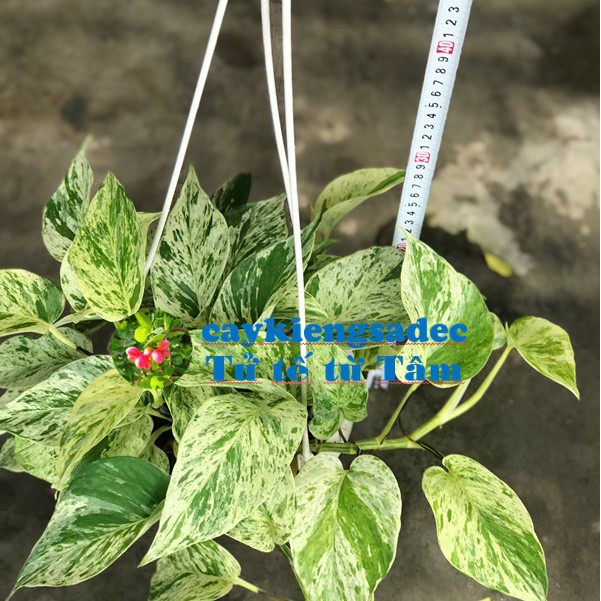 caykiengsadec - cây trầu bà sữa + tặng  phân bón-hoa kiểng lá-trang trí nội thất cảnh quan sân vườn ngoài trời
