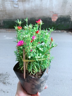 Hoa Mười Giờ Mỹ (có 3 màu)