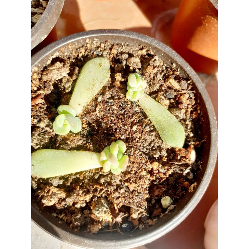 🎆🎆🎆Combo 20 lá sen đá ươm mầm mix loại