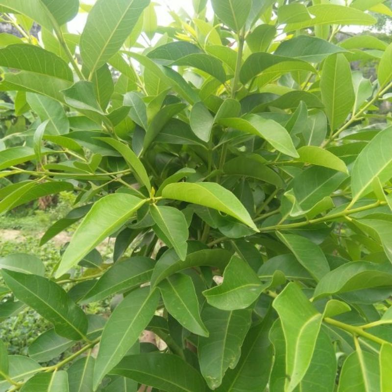 COMBO 2 CÂY VỐI NẾP GIỐNG