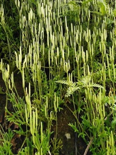 Cây thông đất 1kg