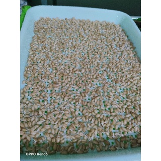 Hạt giống mầm lúa mì/lúa mạch gói 1kg