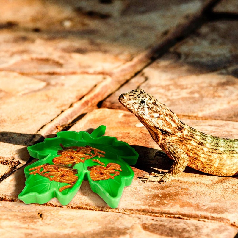 Bát Ăn Bằng Nhựa Dùng Trang Trí Bể Nuôi Bò Sát