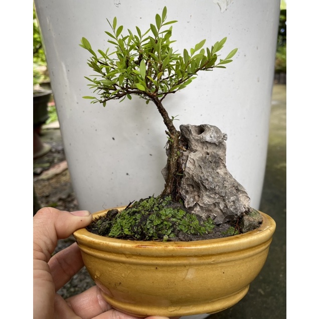 Cây Liễu Thái bonsai ôm đá