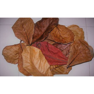 Combo 3 lá bàng khô giá rẻ, lá bàng cho cá cảnh,Lá bàng giảm stress cá,lá bàng hạn chế bệnh ở cá