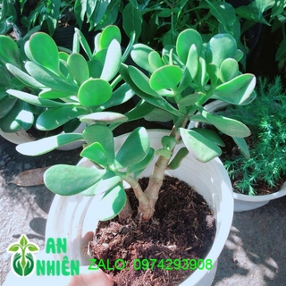 Cây Ngọc Bích
