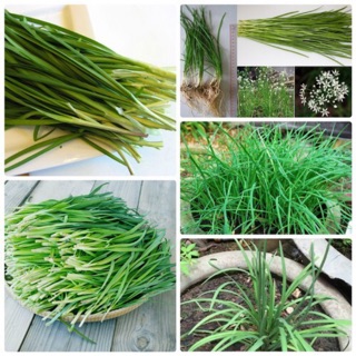 Hạt giống Hẹ ta F1