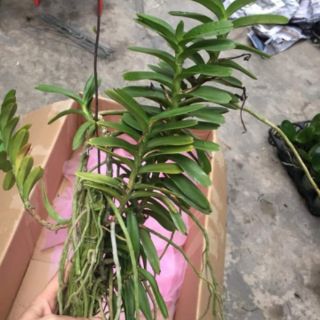 Hoa phong lan cù lao minh