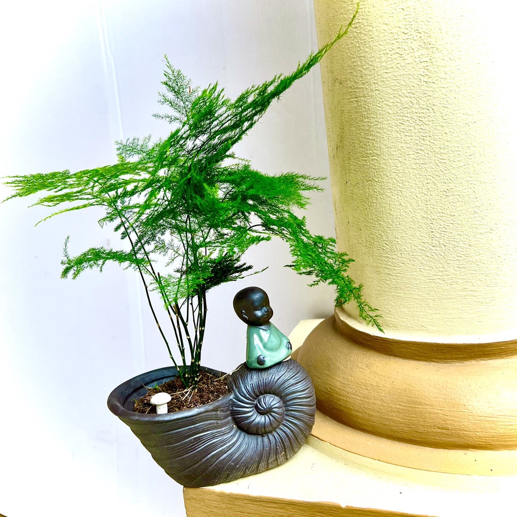 Cây thuỷ tùng chậu gốm sứ (ảnh thật).