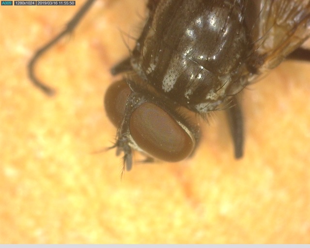 Kính Hiển Vi Điện Tử Dino-Lite Premier