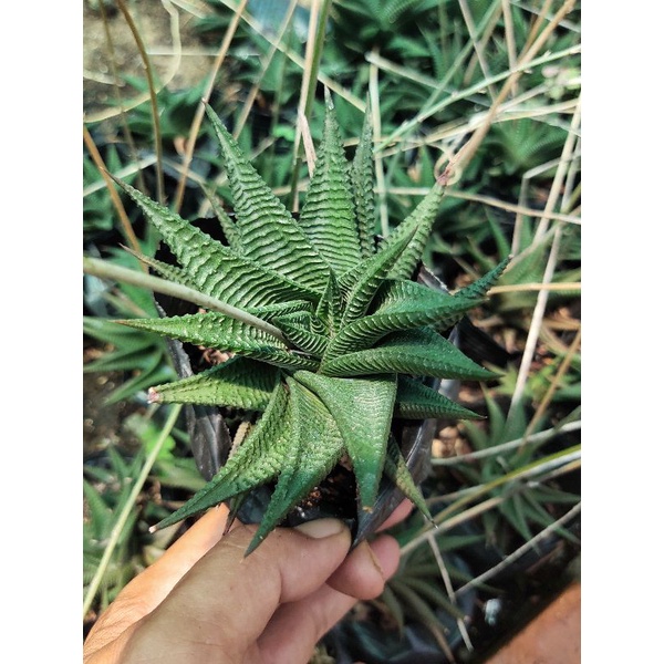 Móng rồng xoáy