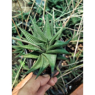 Móng rồng xoáy