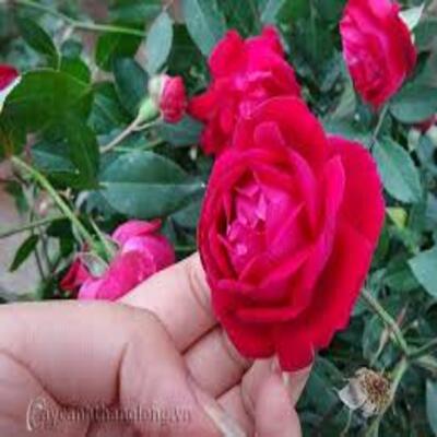 1 bầu hoa hồng Quế Son bầu cây giống được tách từ thân mẹ +Tặng 02 cây nhót ngọt