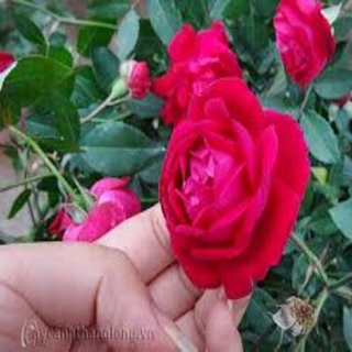 1 bầu hoa hồng Quế Son bầu cây giống được tách từ thân mẹ +Tặng 02 cây nhót ngọt