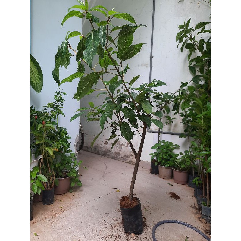 Cây sung, chiều cao khoảng 1.2m