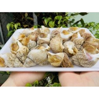 Ốc bulot pháp loại to ngon chuânr xịn