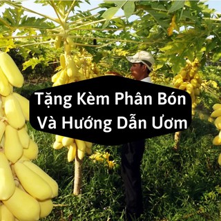 Combo 2 Gói Hạt Giống Đu Đủ Da Vàng