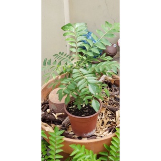 Curry Leaves Plant - Cây lá cà ri