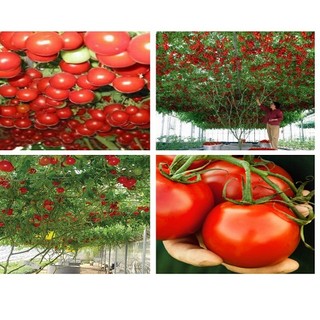 HẠT GIỐNG CÀ CHUA LEO GIÀN (HẠT GIỐNG NGA)