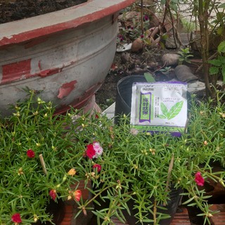 Thuốc Siêu Kích Mầm Chồi