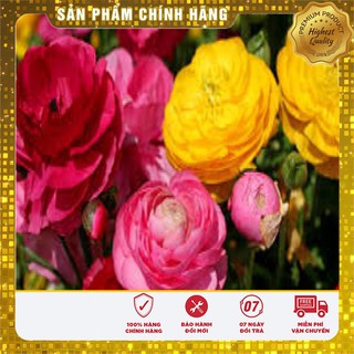 HGH Mao lương( Hồng ri ba tư)