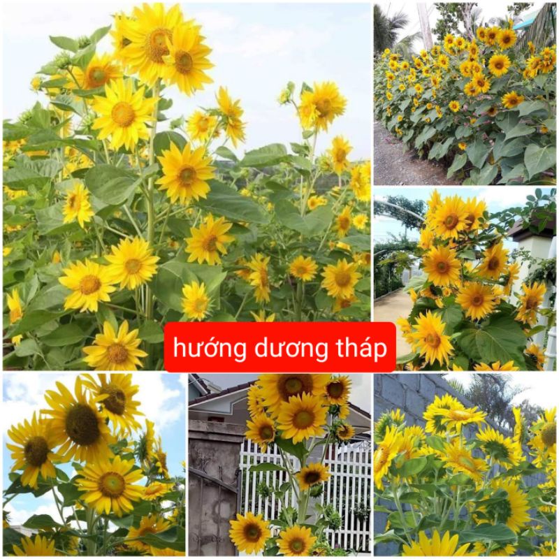 💞💞30 hạt giống hướng dương tháp Siêu hoa 💕 Đẹp Lạ❣ cực kỳ dễ trồng