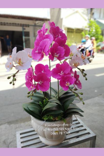 KHUÔN LAN HỒ ĐIỆP ĐẠI