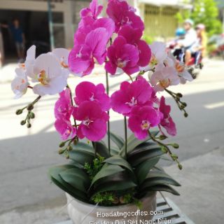 KHUÔN LAN HỒ ĐIỆP ĐẠI