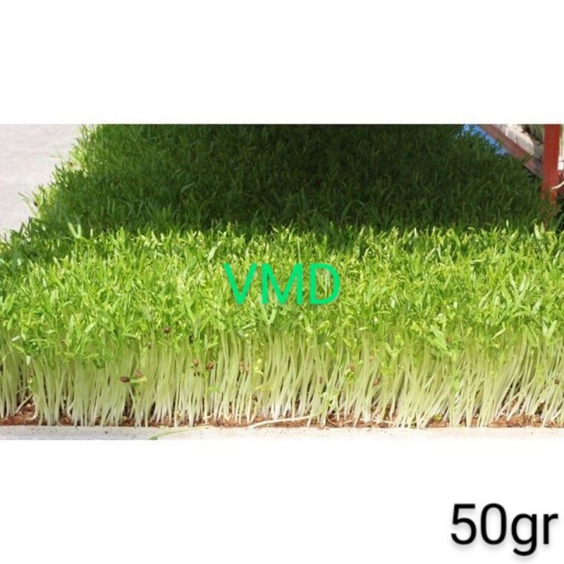 Hạt giống Mầm Củ Cải Trắng