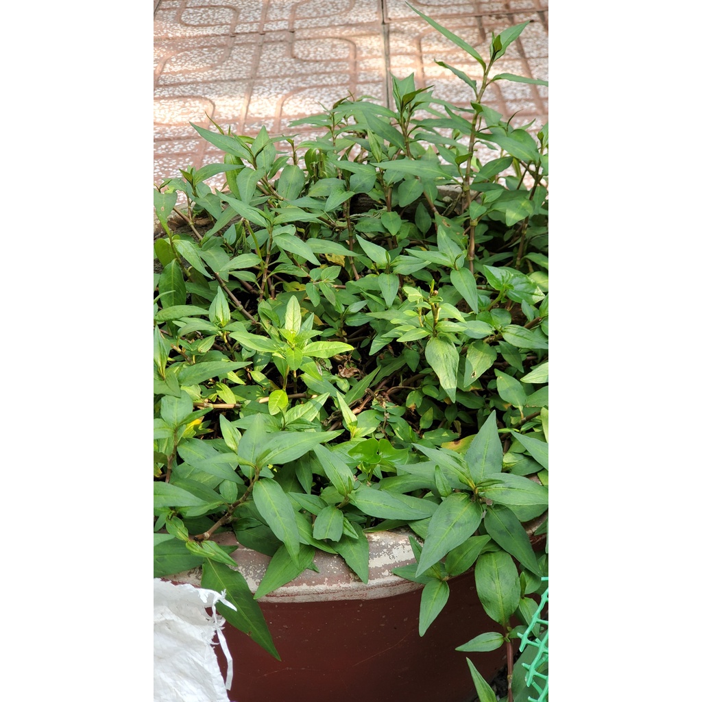 Đất Sạch Trồng Cây Rau Hoa Quả 1kg