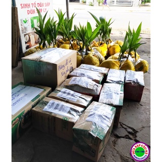 COMBO 5 CÂY DỪA SÁP GIỐNG
