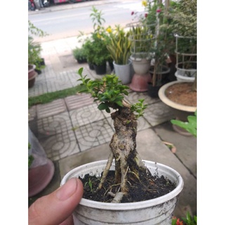 cây Sam hương mini gốc đẹp
