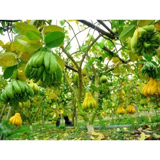 Cây giống phật thủ