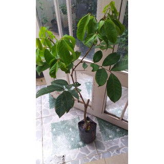 combo cây vú sữa, chôm thái, xoài cát, mãng cầu xiêm.