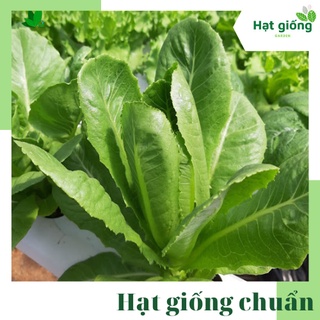 Hạt giống rau xà lách Romaine xanh dễ trồng, ngon, năng suất cao, nảy mầm tốt gói 2g (Rạng Đông)