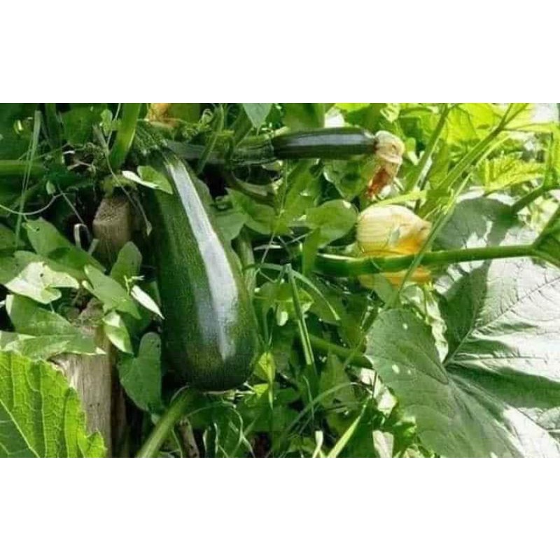 Gần 70 hạt giống bí ngòi xanh Trang Nông dễ trồng, năng suất cao