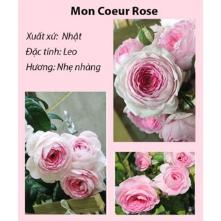 Hoa hồng MON Coeur Roé-bầu ổn định
