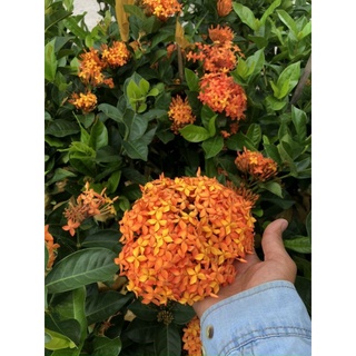 Mẫu đơn mỹ cam siêu hoa