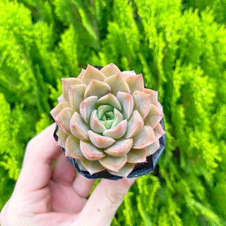 Sen đá hoa hồng nâu 5-7cm - Vườn sen đá