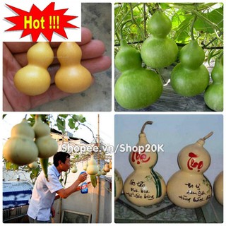 Hạt giống Bầu hồ lô (lớn, tí hon)