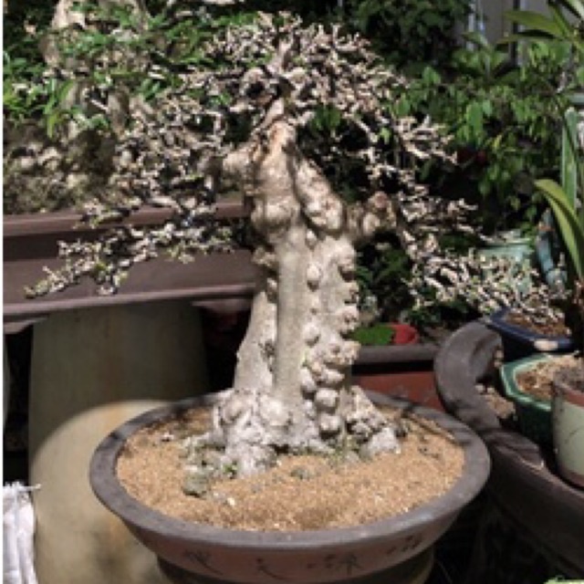 AKADAMA - Super Hard - Nhập Nhật nguyên bao| Đất nền cao cấp trồng thuỷ sinh, sen đá, bonsai