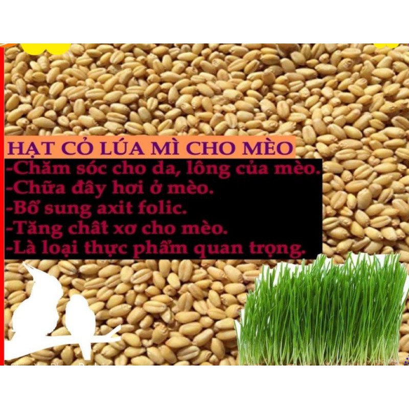 cỏ cho mèo tăng cường vitamin và kích thích tiêu hoá cho mèo