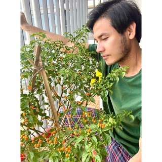 HẠT GIỐNG ỚT PERU - 5 hạt/ gói